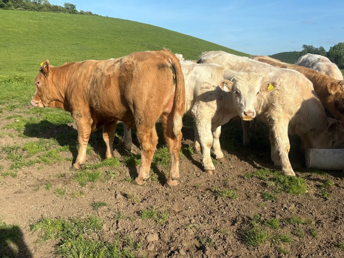 30 super Charlie bullocks - Image 3