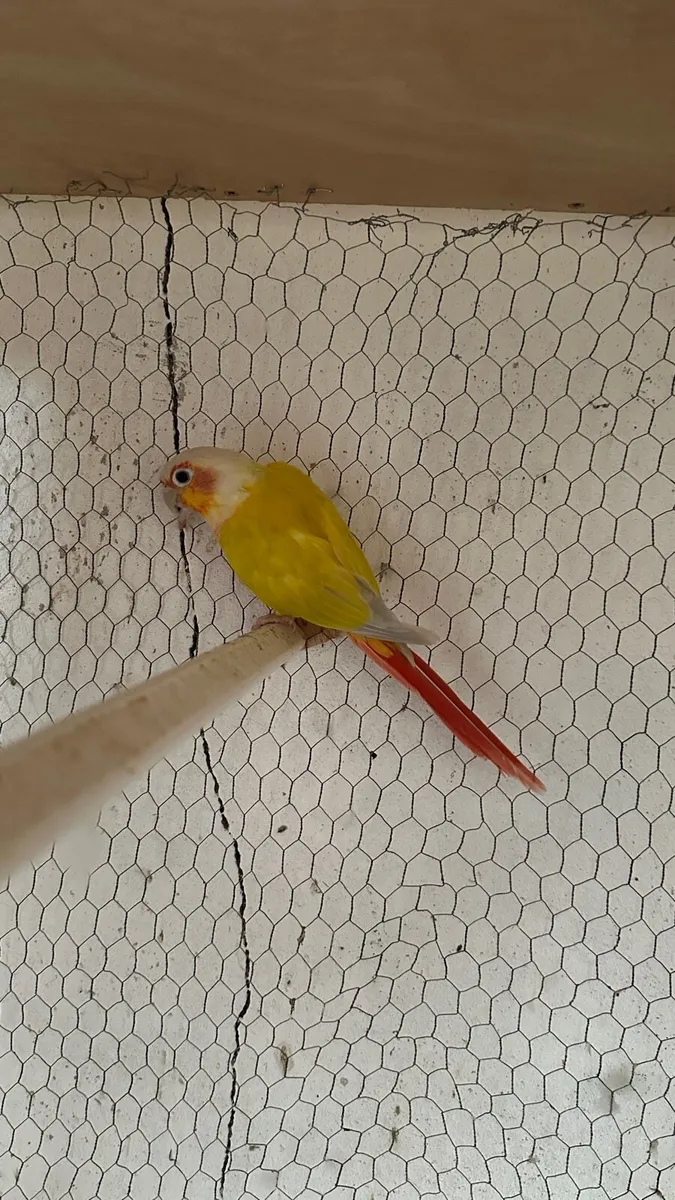Conure male,  Ringneck Female and two budgies - Image 3