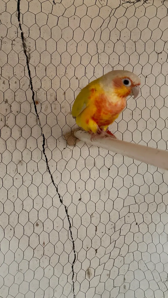 Conure male,  Ringneck Female and two budgies - Image 1