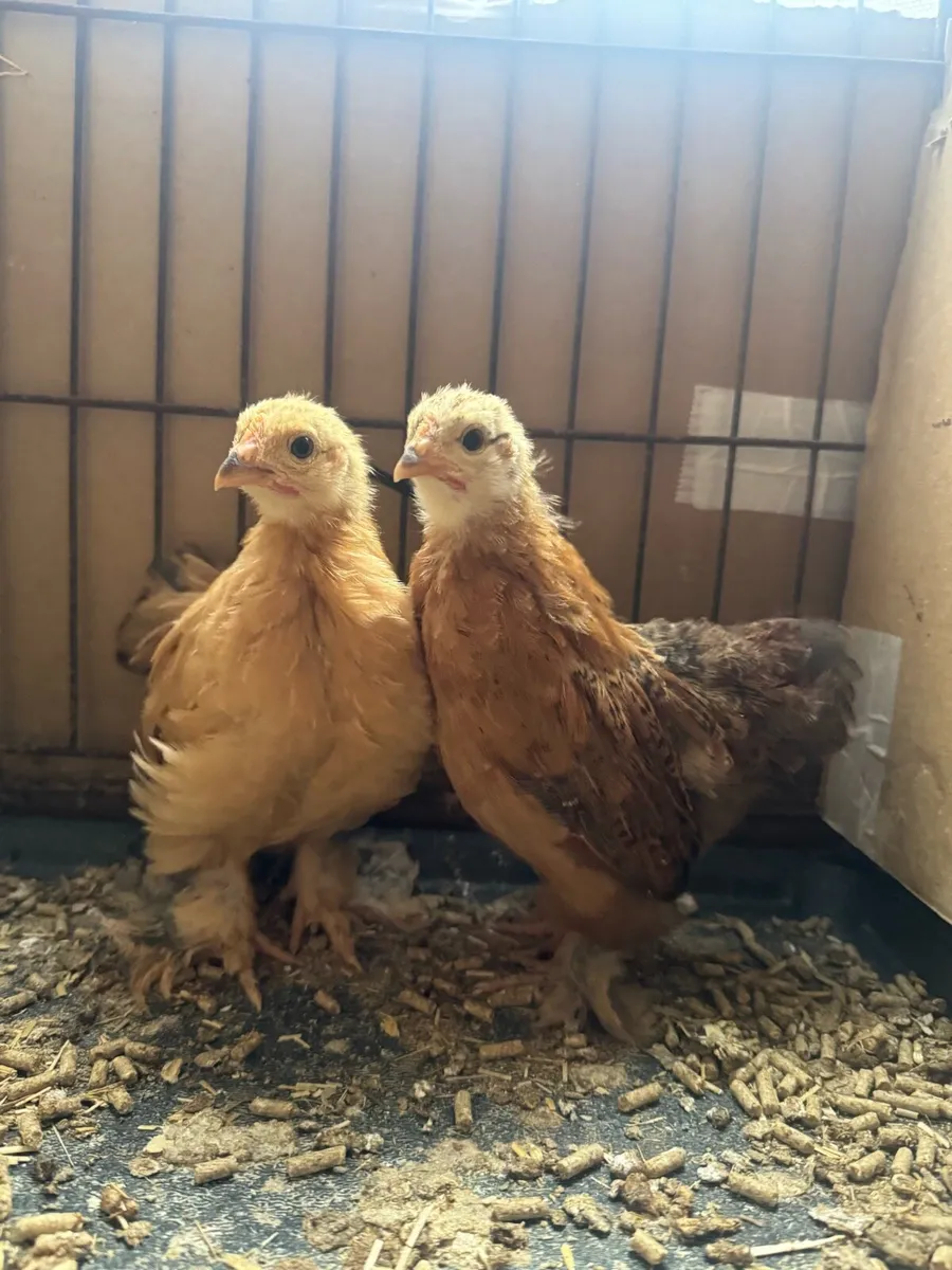 Lovely Pekins , chicks and regular bantams - Image 1