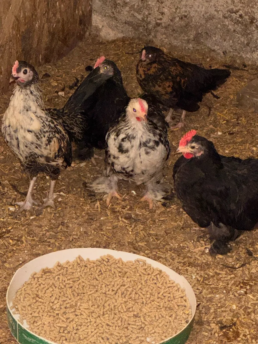 Lovely Pekins , chicks and regular bantams - Image 2