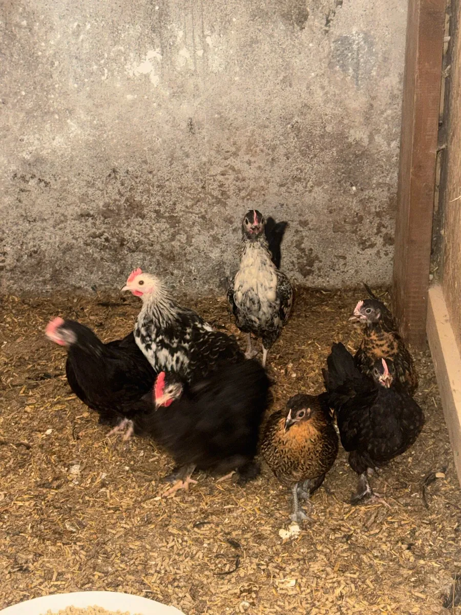 Lovely Pekins , chicks and regular bantams - Image 3