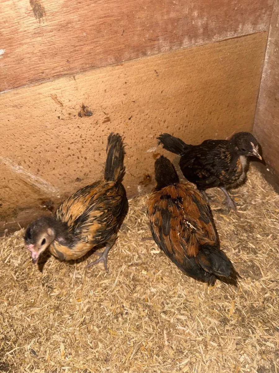 Lovely Pekins , chicks and regular bantams - Image 4