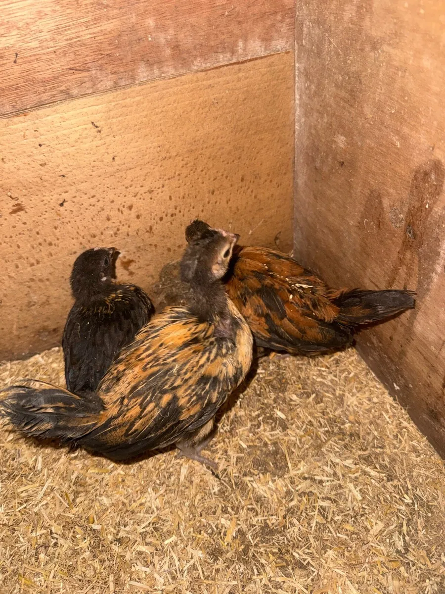 Lovely Pekins and regular bantams - Image 4