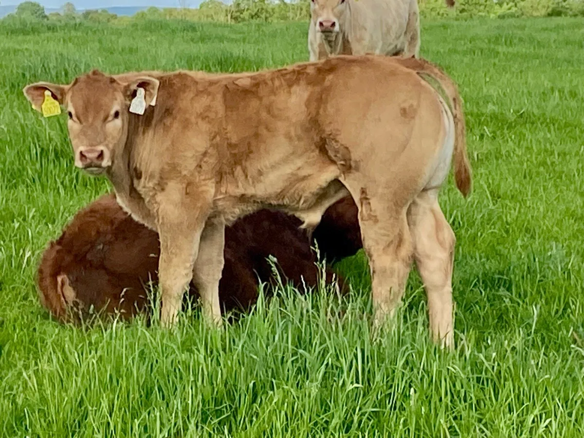 4 serious pedigree Limousin bull calves - Image 4