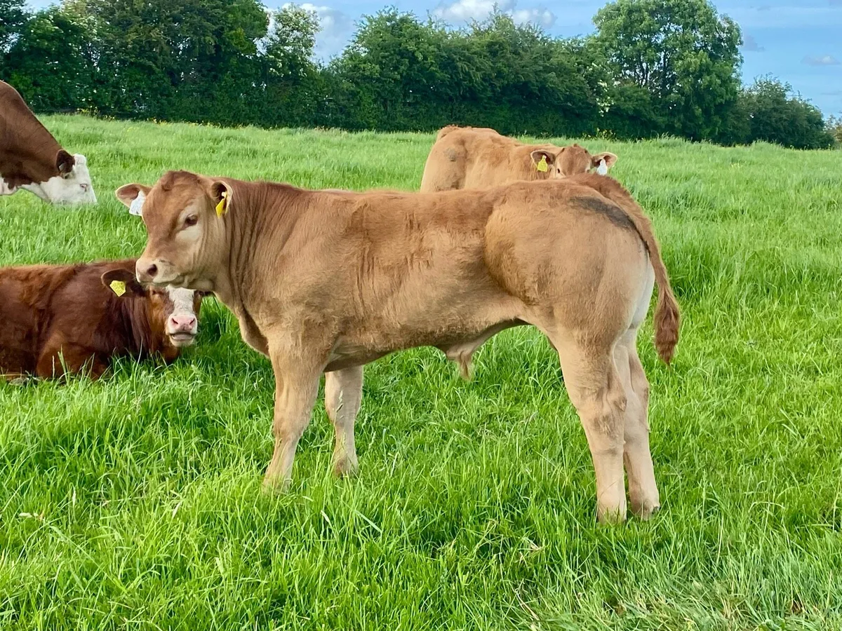 4 serious pedigree Limousin bull calves - Image 1