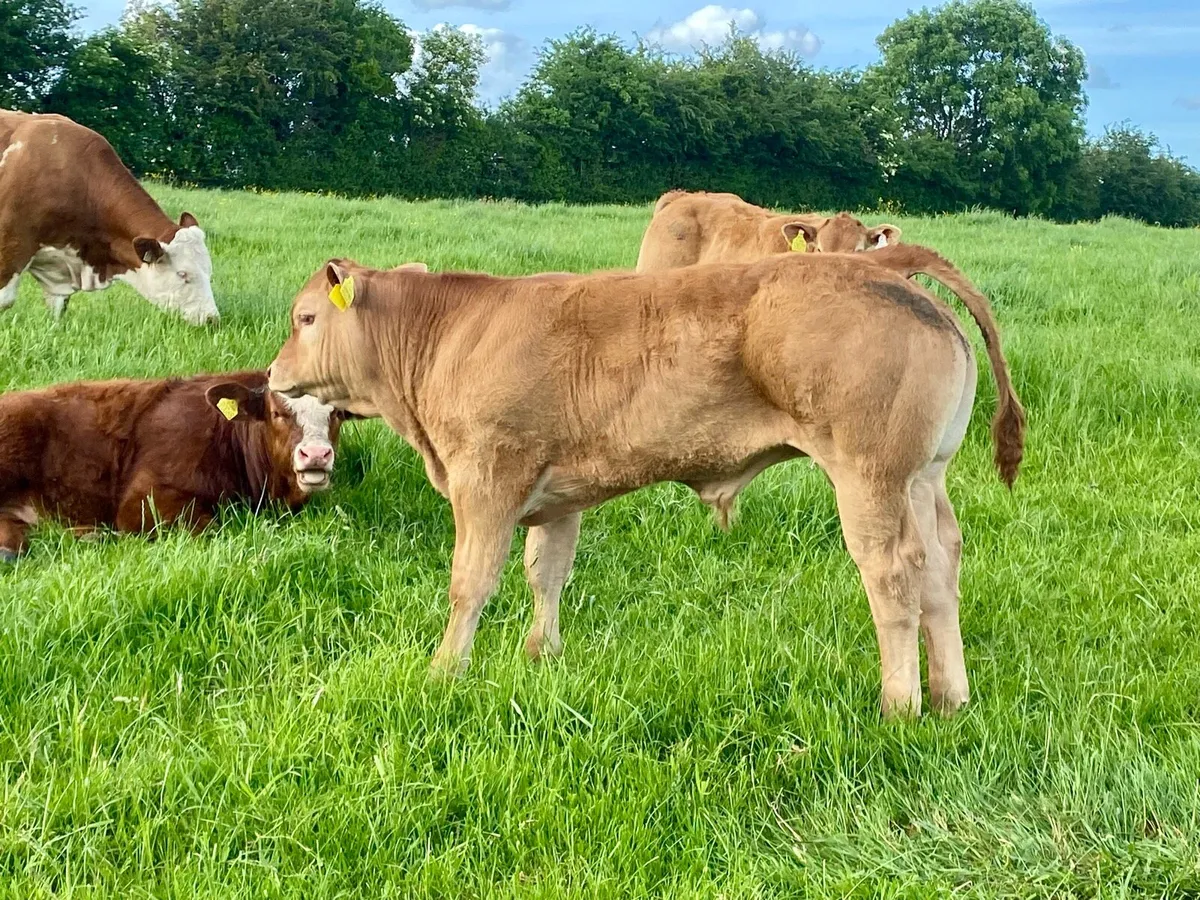 4 serious pedigree Limousin bull calves - Image 2