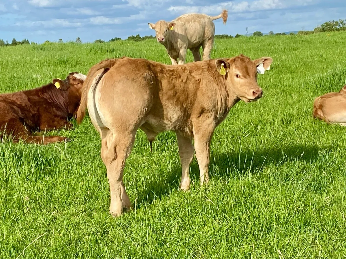 4 serious pedigree Limousin bull calves - Image 3