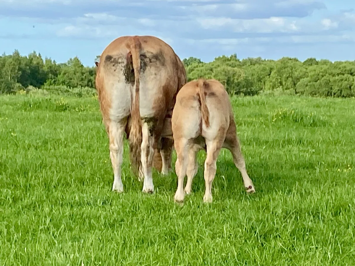 4 serious pedigree Limousin bull calves - Image 4