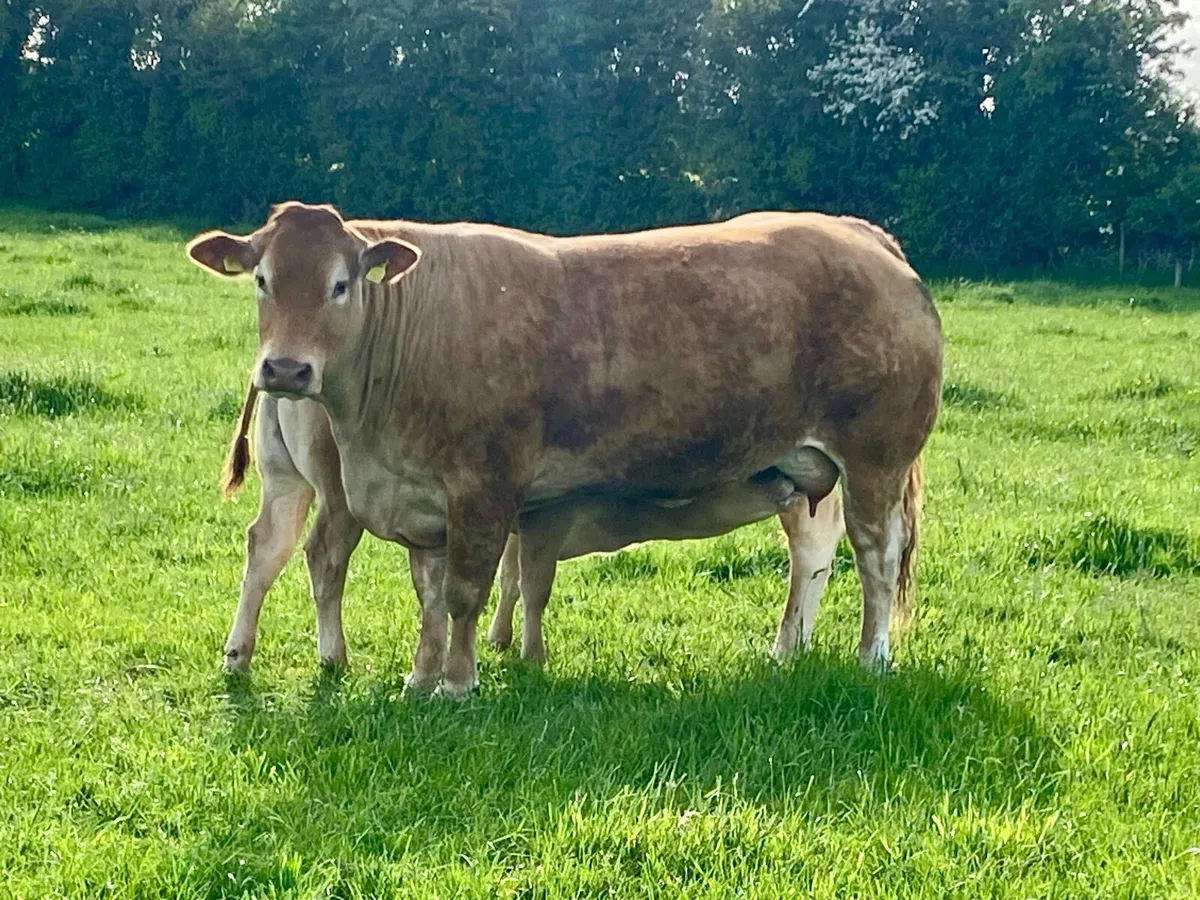 4 serious pedigree Limousin bull calves - Image 2