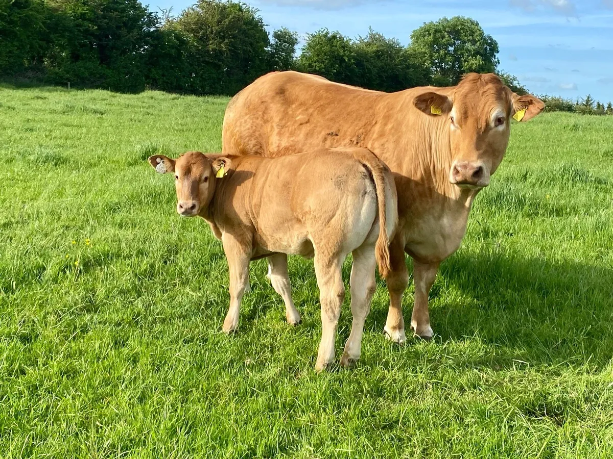 4 serious pedigree Limousin bull calves - Image 3