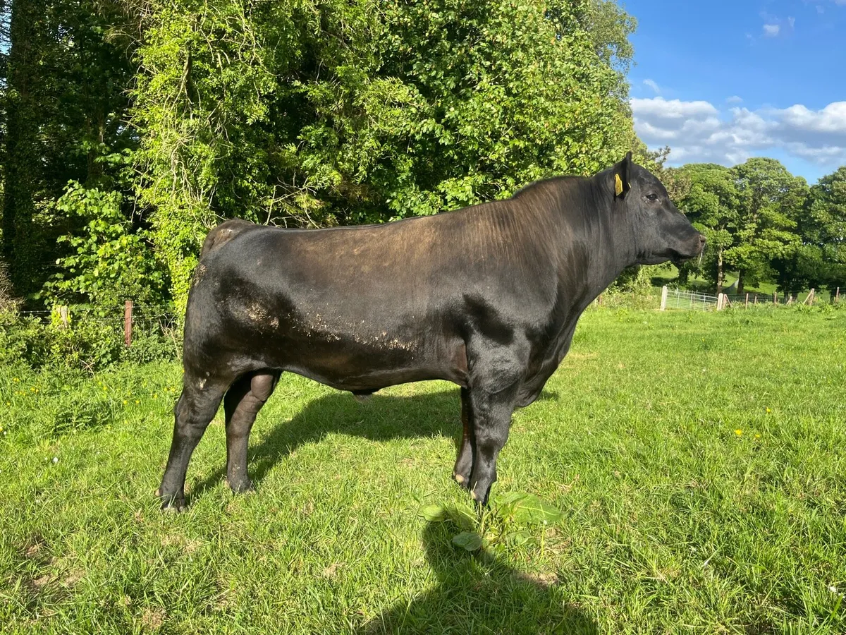 Aberdeen Angus Bull - Image 3