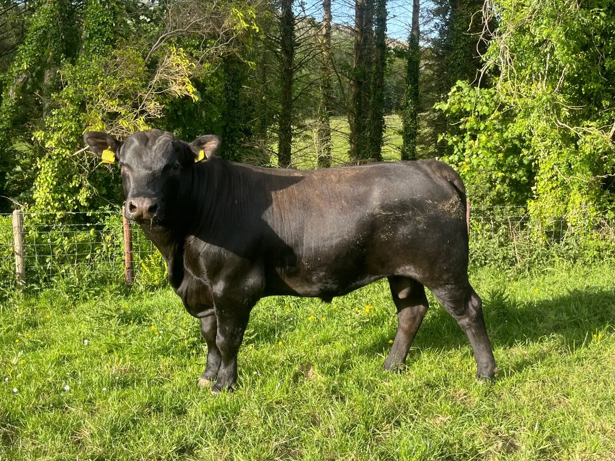 Aberdeen Angus Bull - Image 4