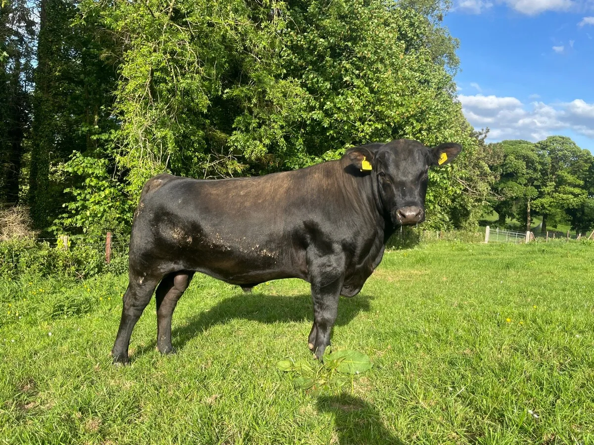 Aberdeen Angus Bull - Image 2