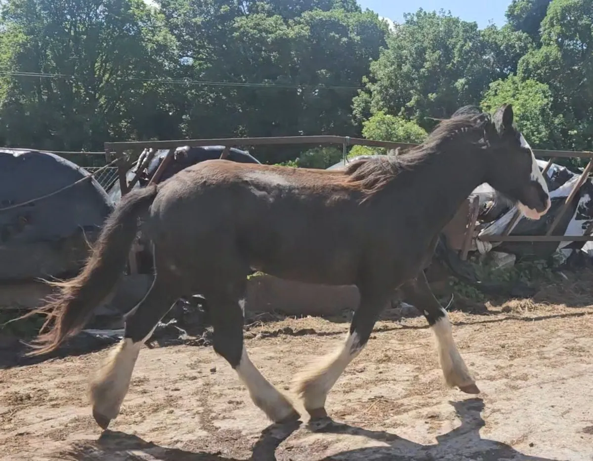 Potential Show Cobs - Image 1