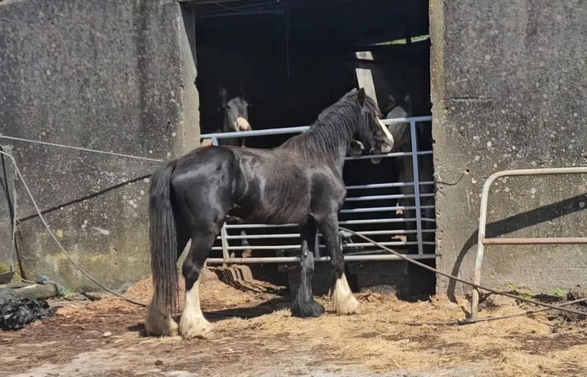Potential Show Cobs - Image 4