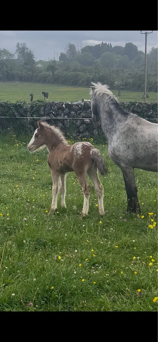 Appaloosa mare and foal - Image 1