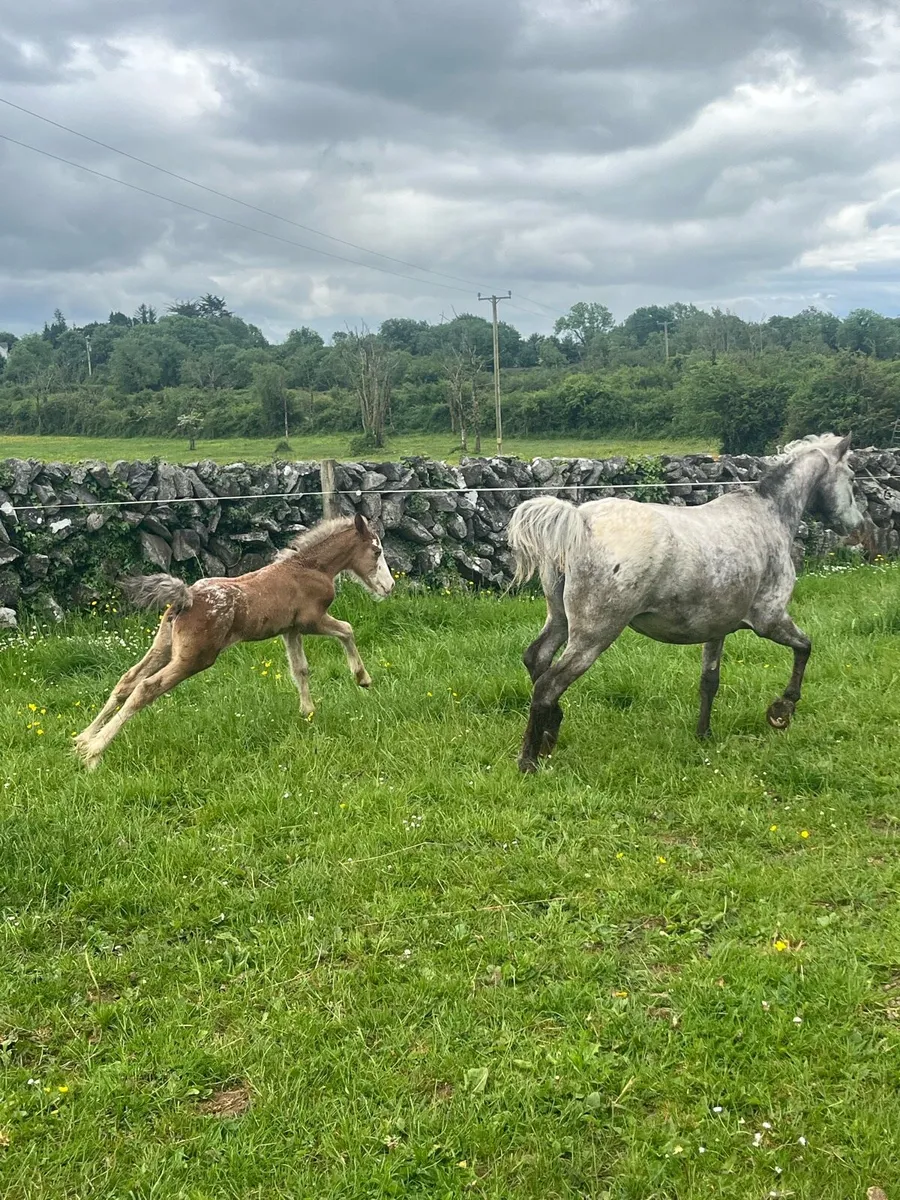 Appaloosa mare and foal - Image 3