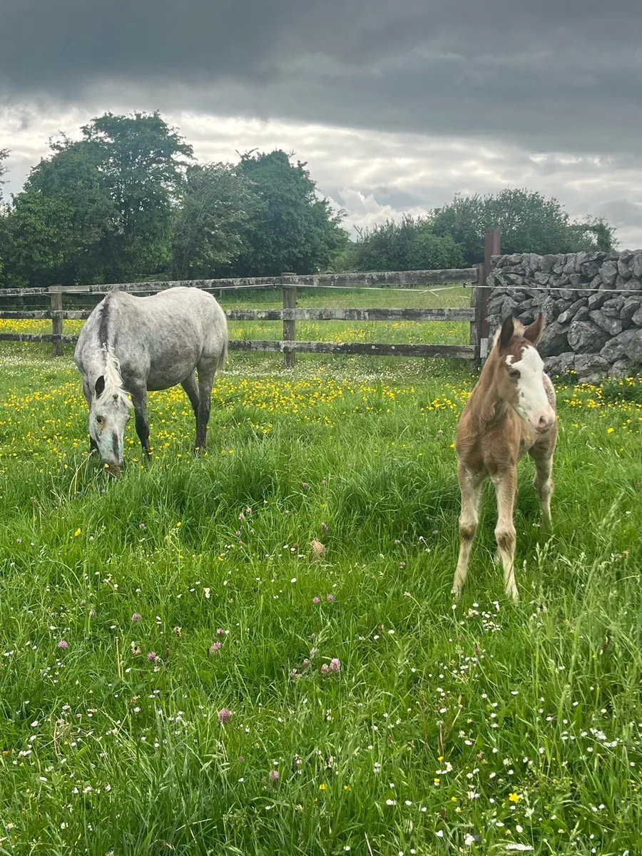 Appaloosa mare and foal - Image 4