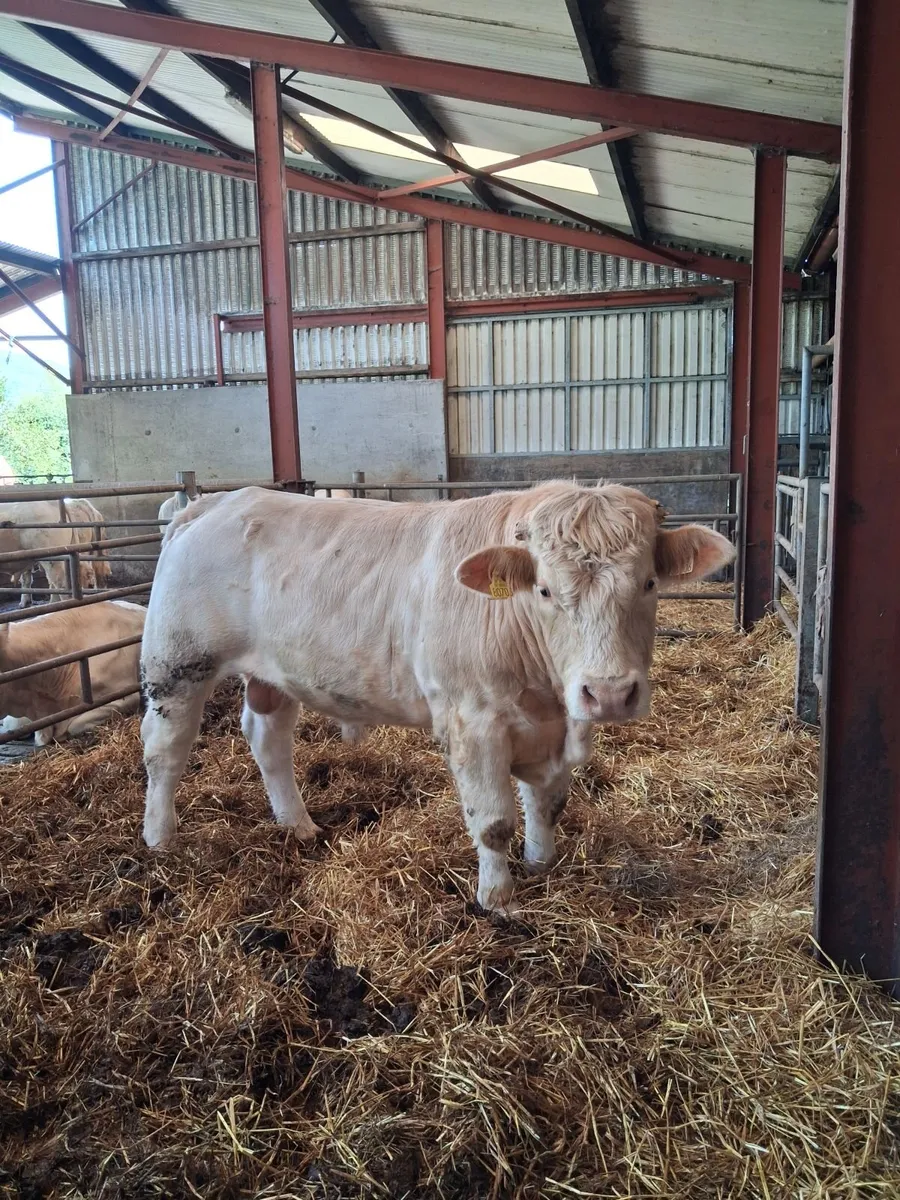 Charolais bull - Image 4