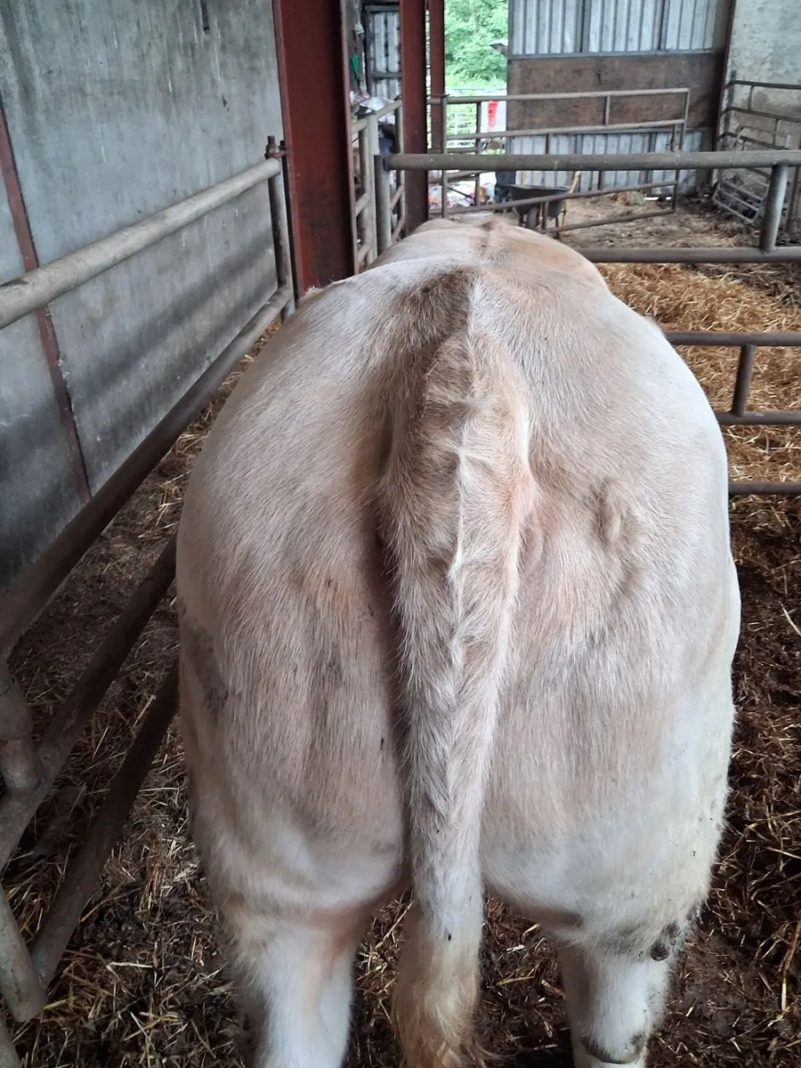 Charolais bull - Image 3