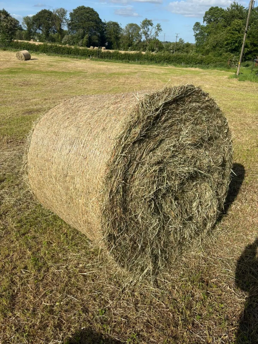 May 2026 hay - Image 3