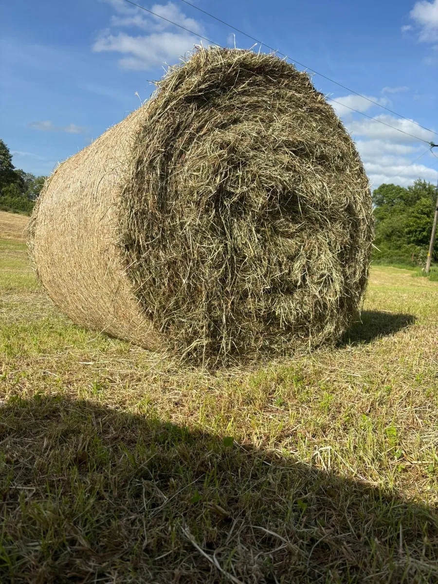 May 2026 hay - Image 2