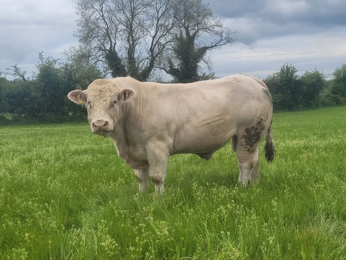 Charolais Bulls - Image 1