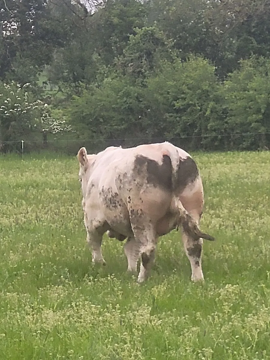 Charolais Bulls - Image 2