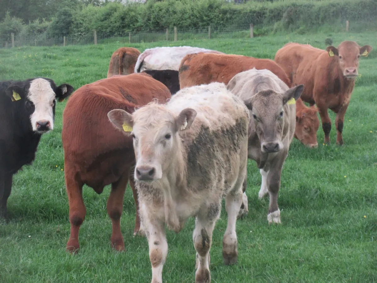 20 limousin and charolais bullocks suckler bred - Image 2
