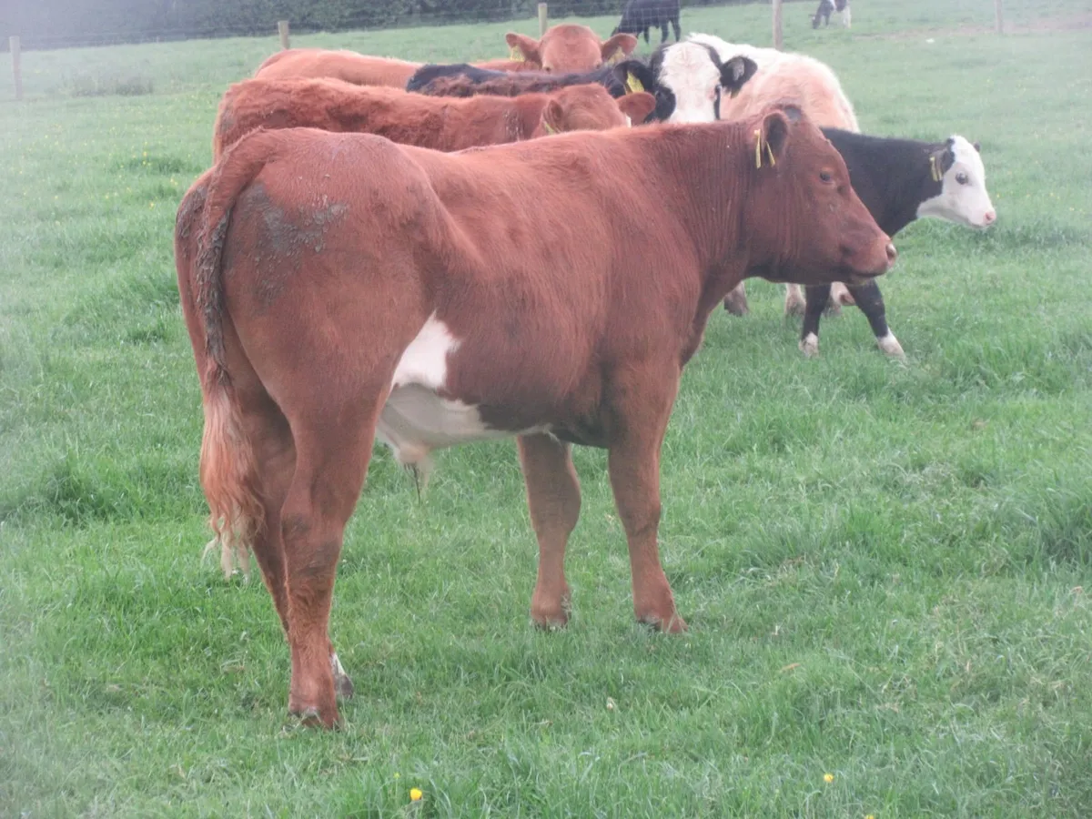 20 limousin and charolais bullocks suckler bred - Image 3