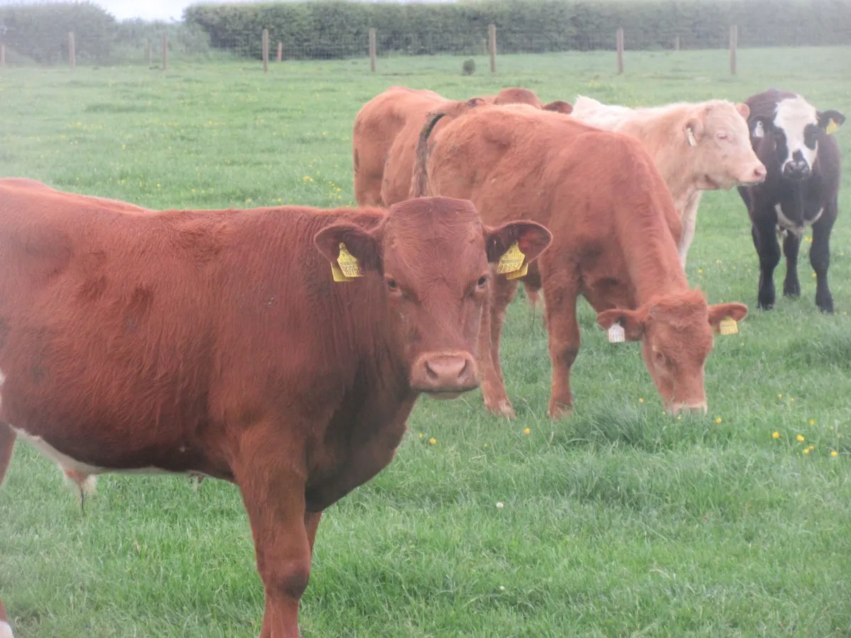 20 limousin and charolais bullocks suckler bred - Image 4