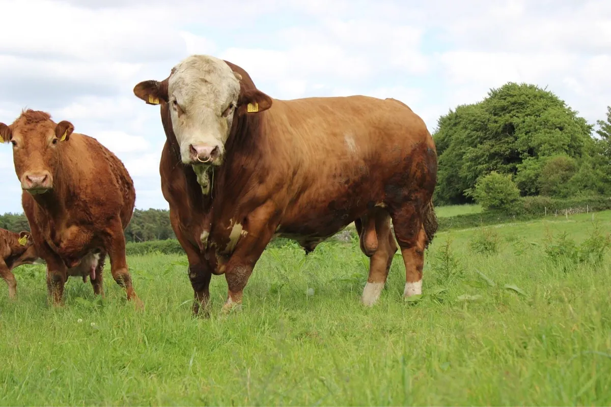 Pedigree Simmental Bull for Sale - Image 2