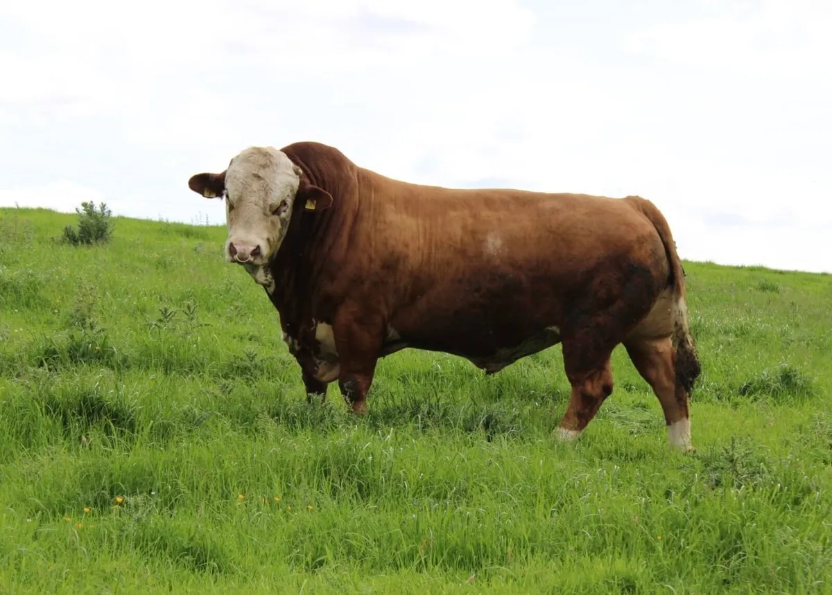 Pedigree Simmental Bull for Sale - Image 3