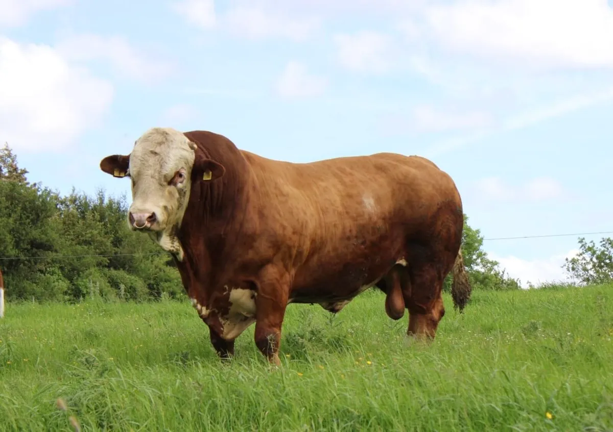 Pedigree Simmental Bull for Sale - Image 4