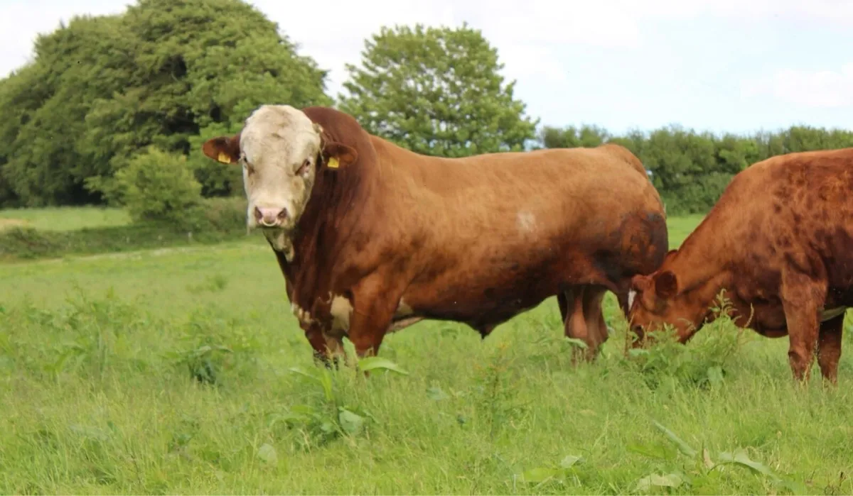 Pedigree Simmental Bull for Sale - Image 1