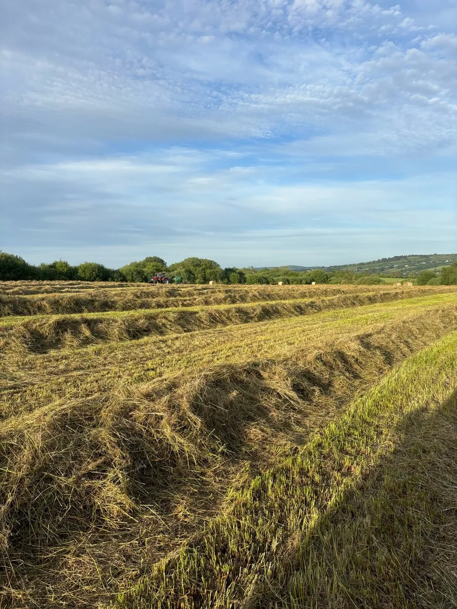 Course Hay - Image 2