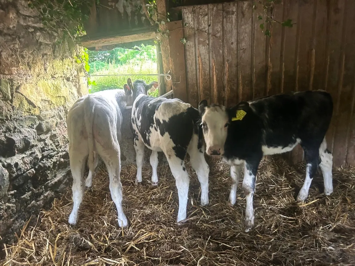 Reared Belgian blue heifers - Image 2