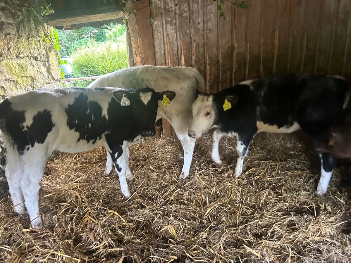 Reared Belgian blue heifers - Image 3