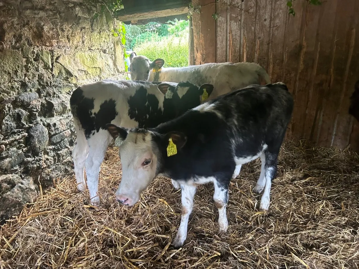Reared Belgian blue heifers - Image 4