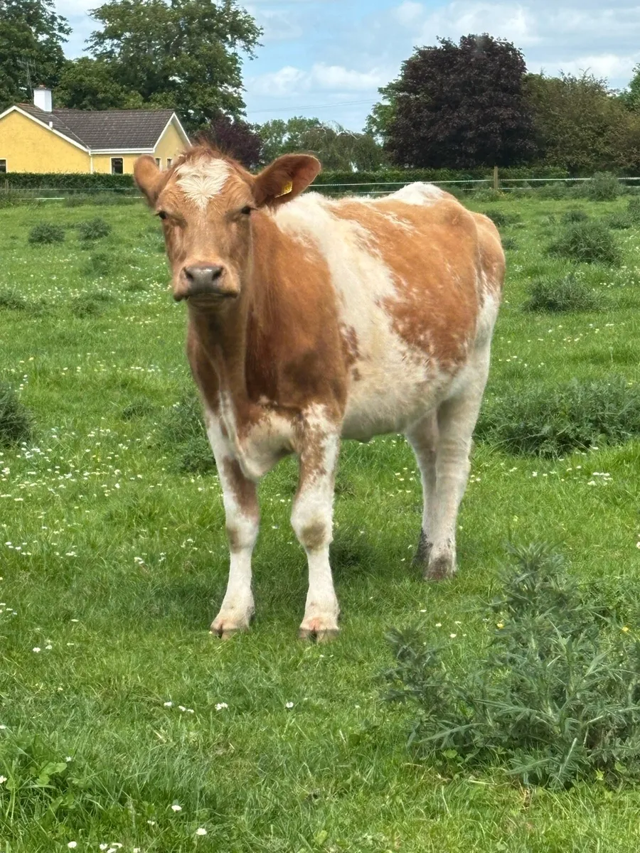 Shorthorn incalf heifer - Image 1