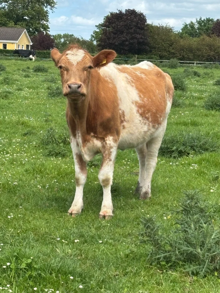 Shorthorn incalf heifer - Image 2
