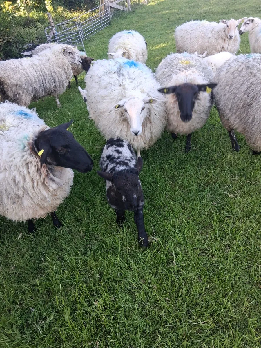Sheep - Image 2
