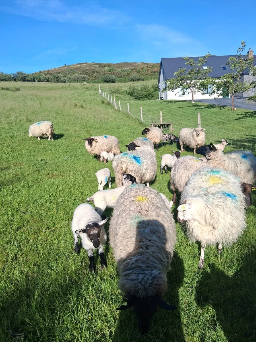 Sheep - Image 3