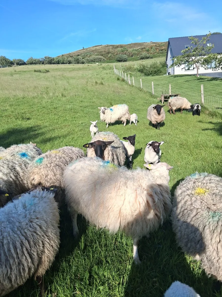 Sheep - Image 4