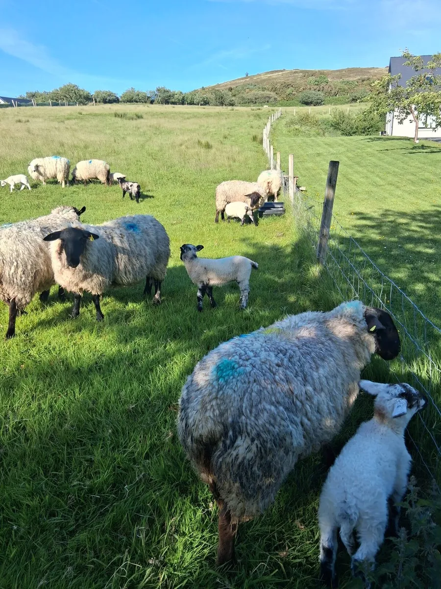 Sheep - Image 1