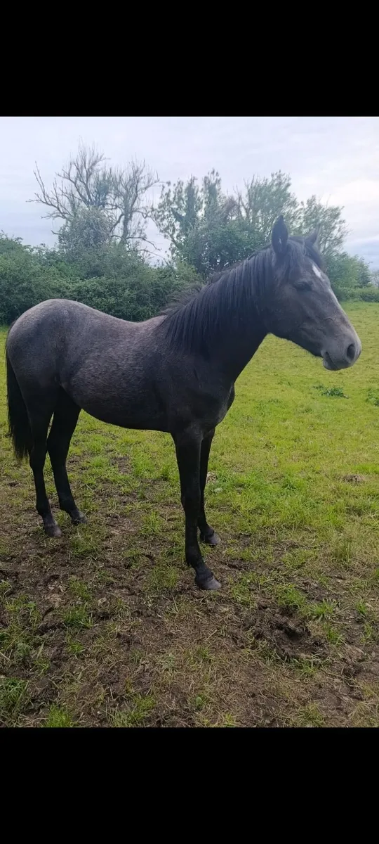 Connemara x - Image 1