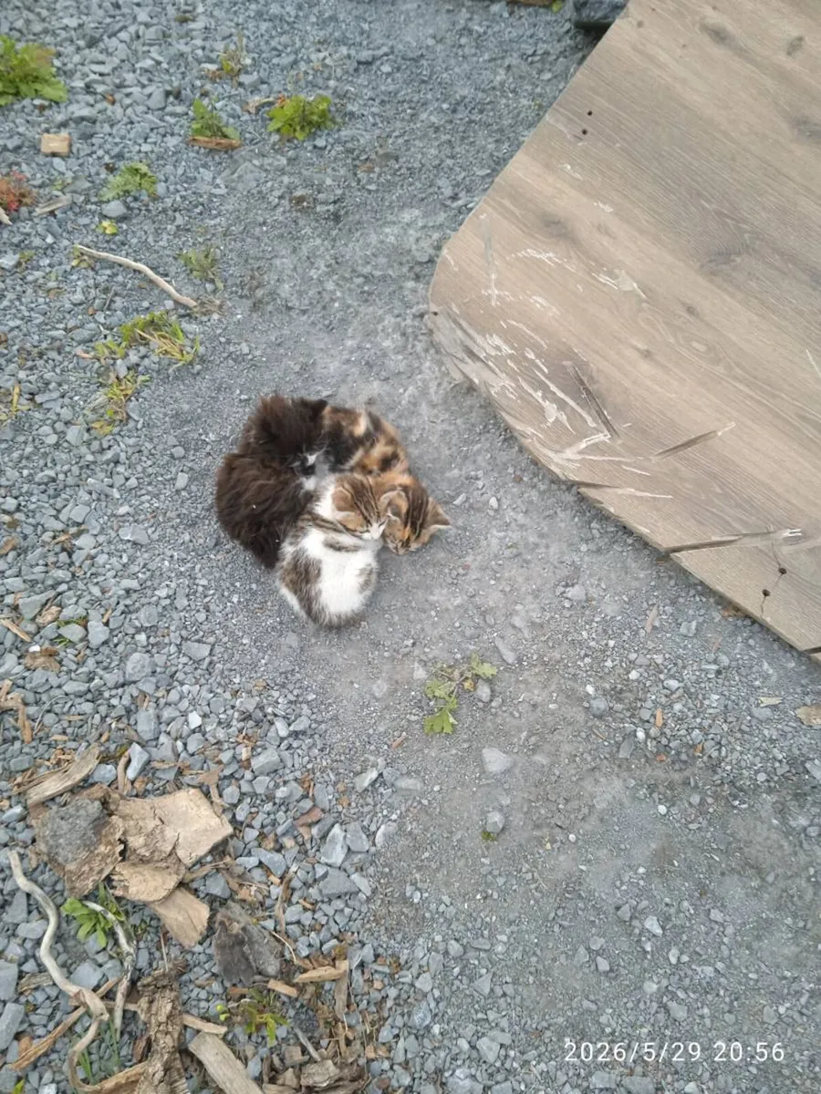 Kittens - Image 1