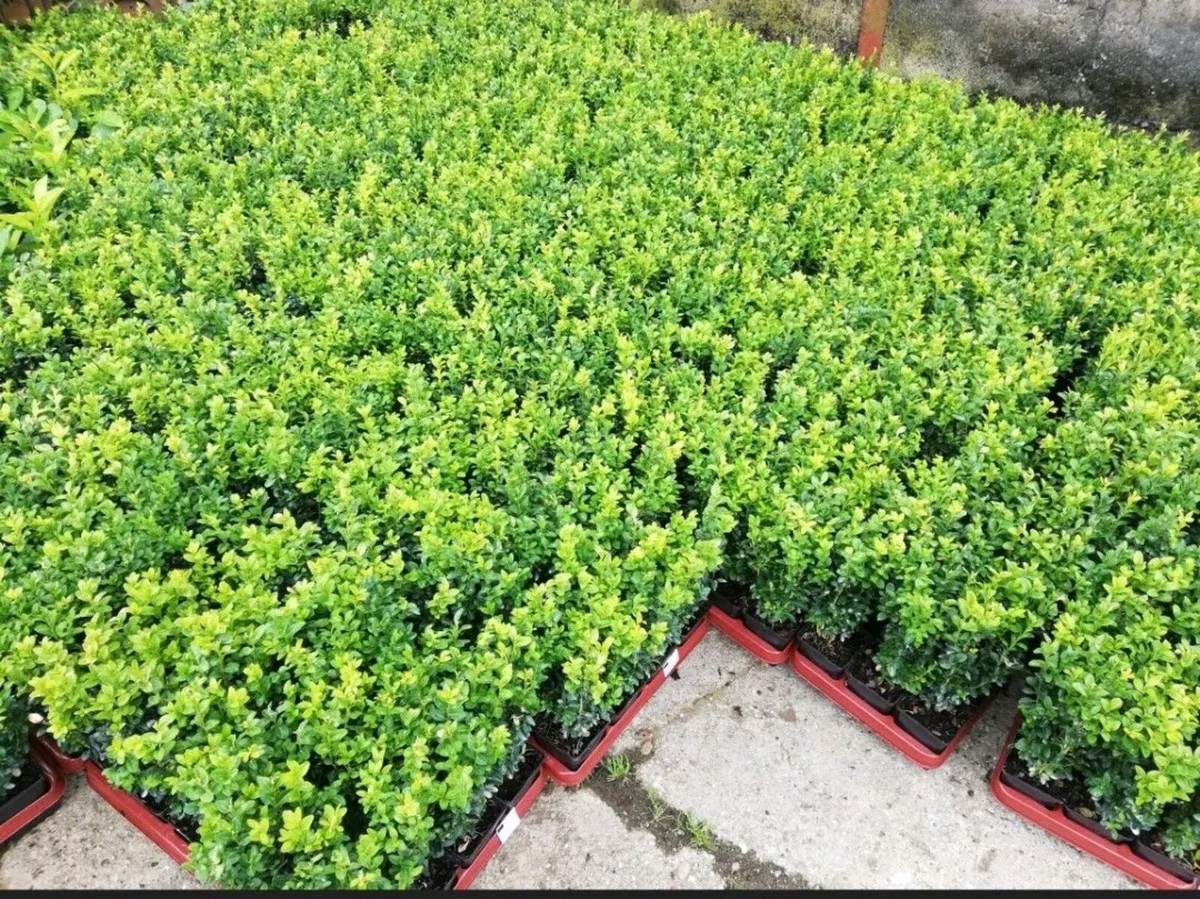 Box Hedging - Image 1