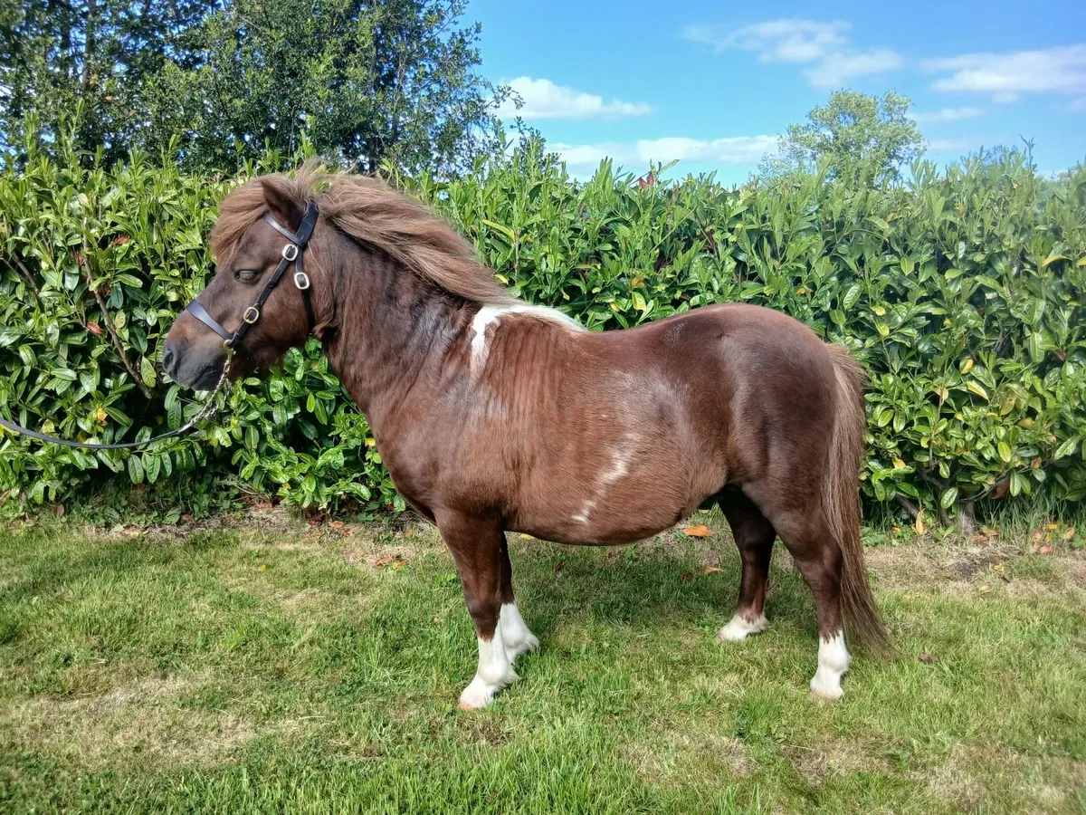 Shetland pony - Image 4